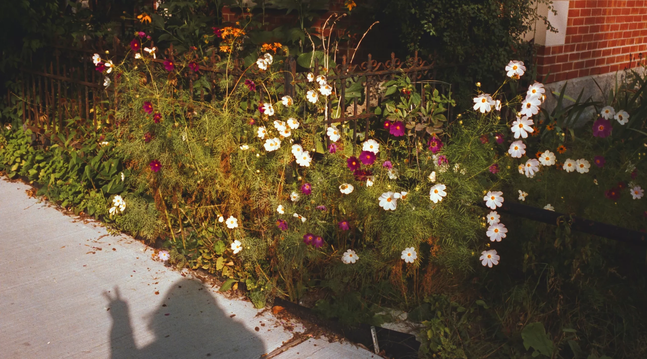 Parterre de fleurs et ombre d