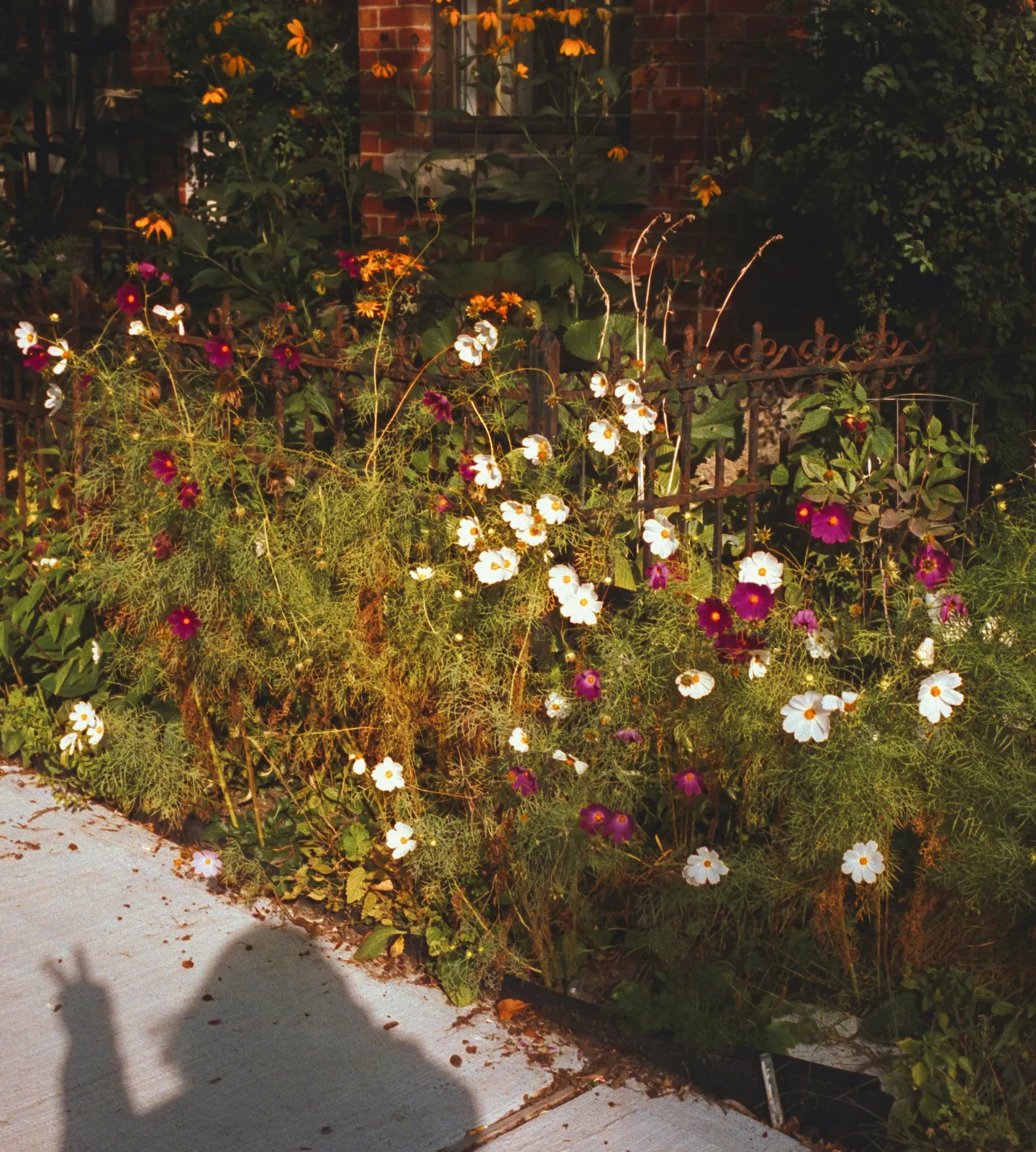 Parterre de fleurs et ombre d